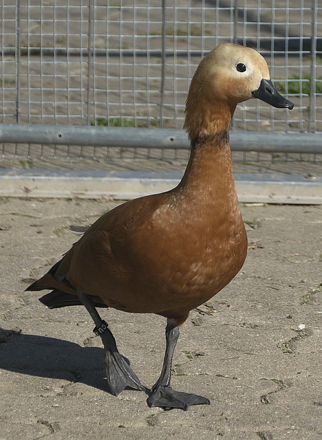 年金球奖